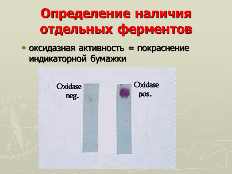 Определение наличия отдельных ферментов оксидазная активность = покраснение индикаторной бумажки